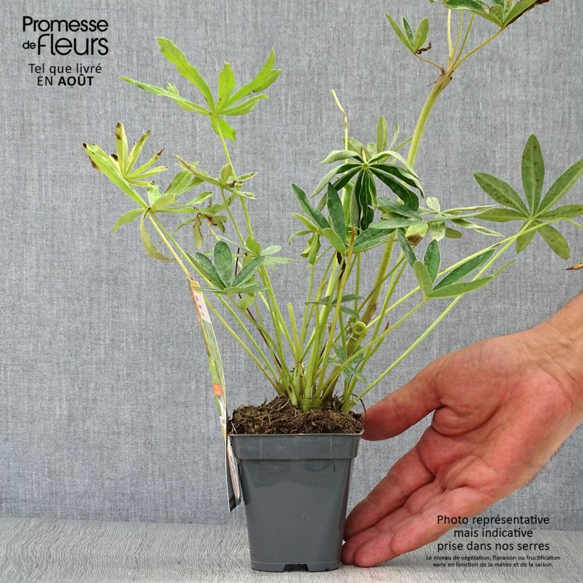 Lupinus polyphyllus Chandelier 7/8 cm pot sample as delivered in summer