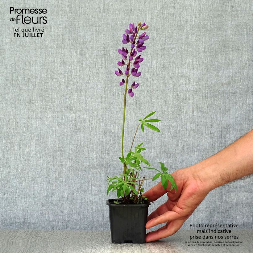 Lupinus The Governor 7/8 cm pot sample as delivered in summer