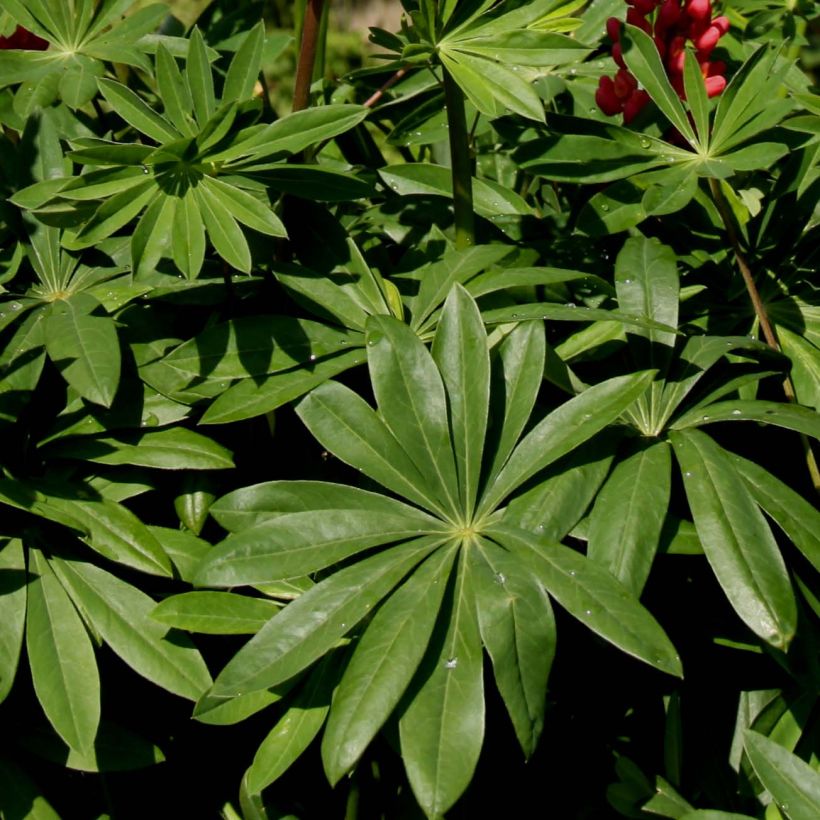 Lupinus polyphyllus Les Pages (Foliage)
