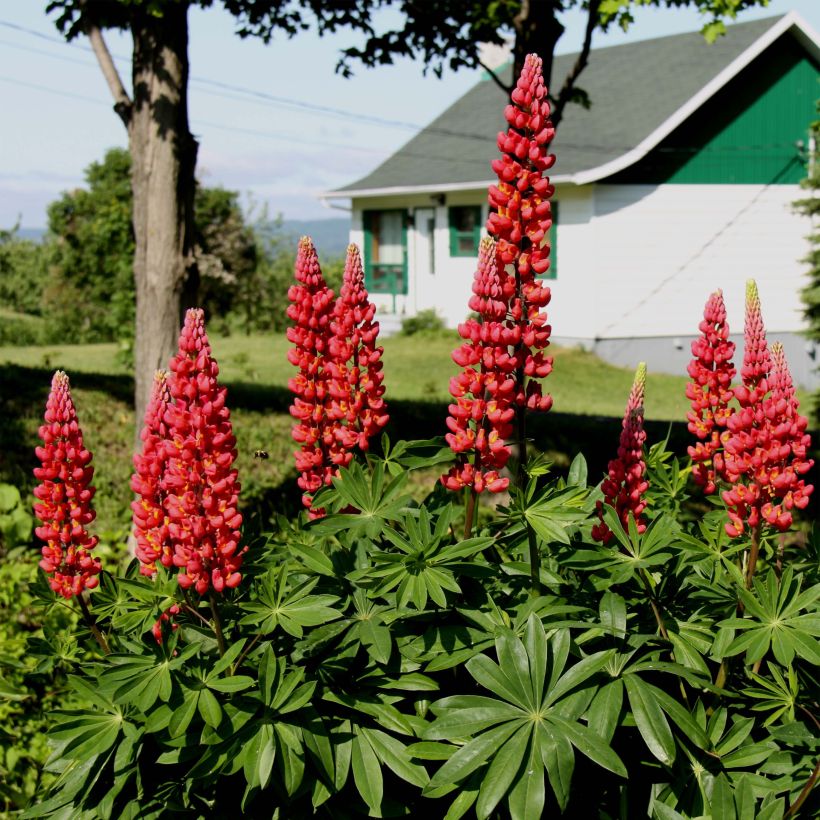 Lupinus polyphyllus Les Pages (Flowering)