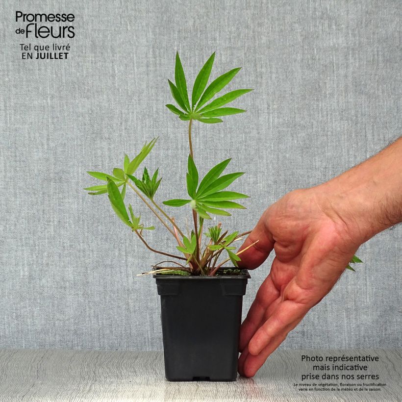 Lupinus polyphyllus My Castle 7/8 cm pot sample as delivered in summer