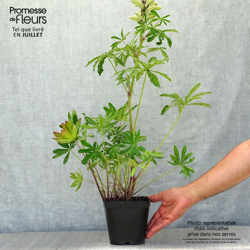 Lupinus polyphyllus My Castle 2L/3L pot sample as delivered in summer