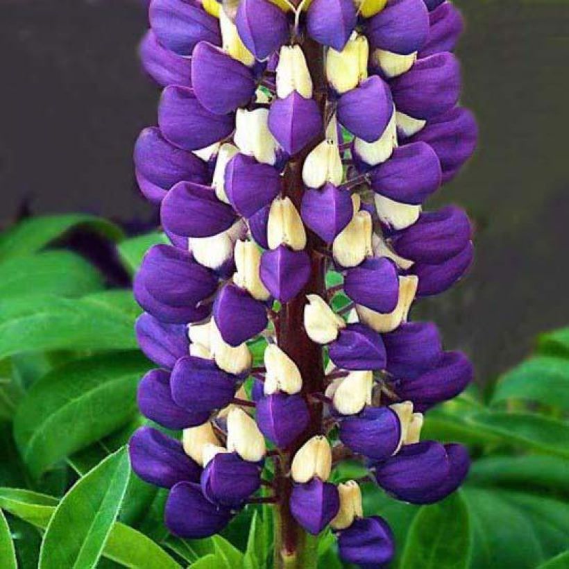 Lupinus polyphyllus Purple Emperor - Large-leaved Lupine (Flowering)