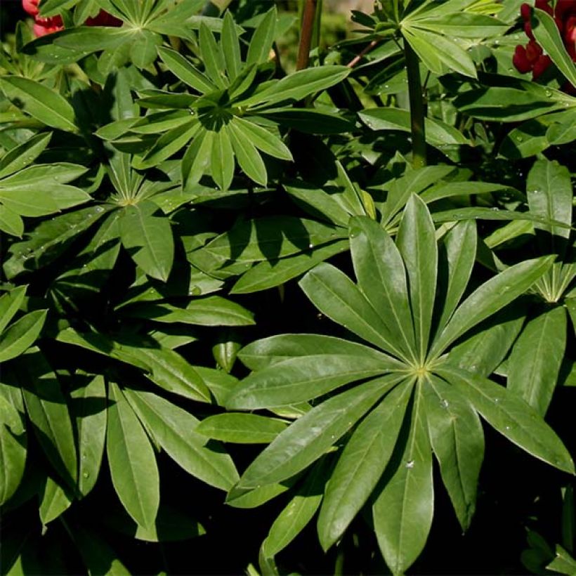 Lupinus polyphyllus Russell Band of Nobles (Foliage)