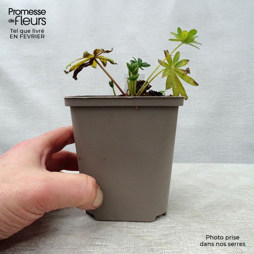 Lupinus polyphyllus West Country Blossom 10cm/11cm pot sample as delivered in winter
