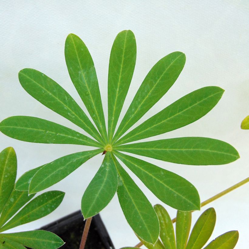 Lupinus West Country Manhattan Lights (Foliage)