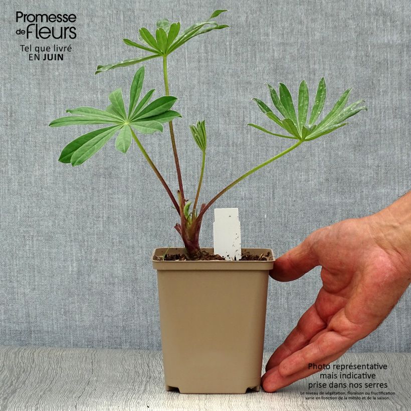 Lupinus West Country Manhattan Lights 8/9 cm pot sample as delivered in summer
