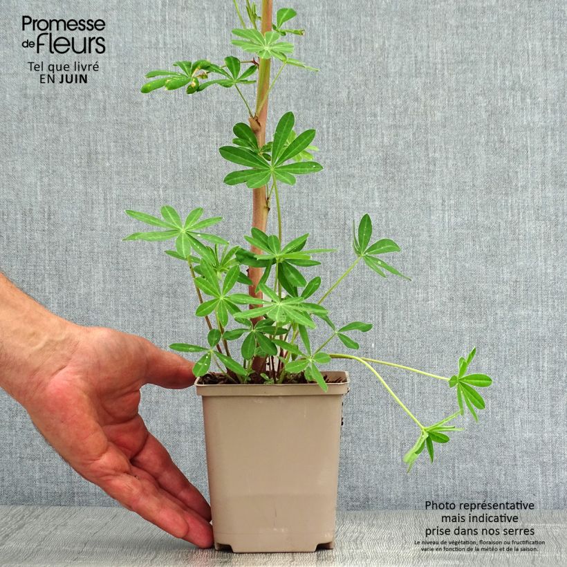 Lupinus polyphyllus Masterpiece 8/9 cm pot sample as delivered in summer