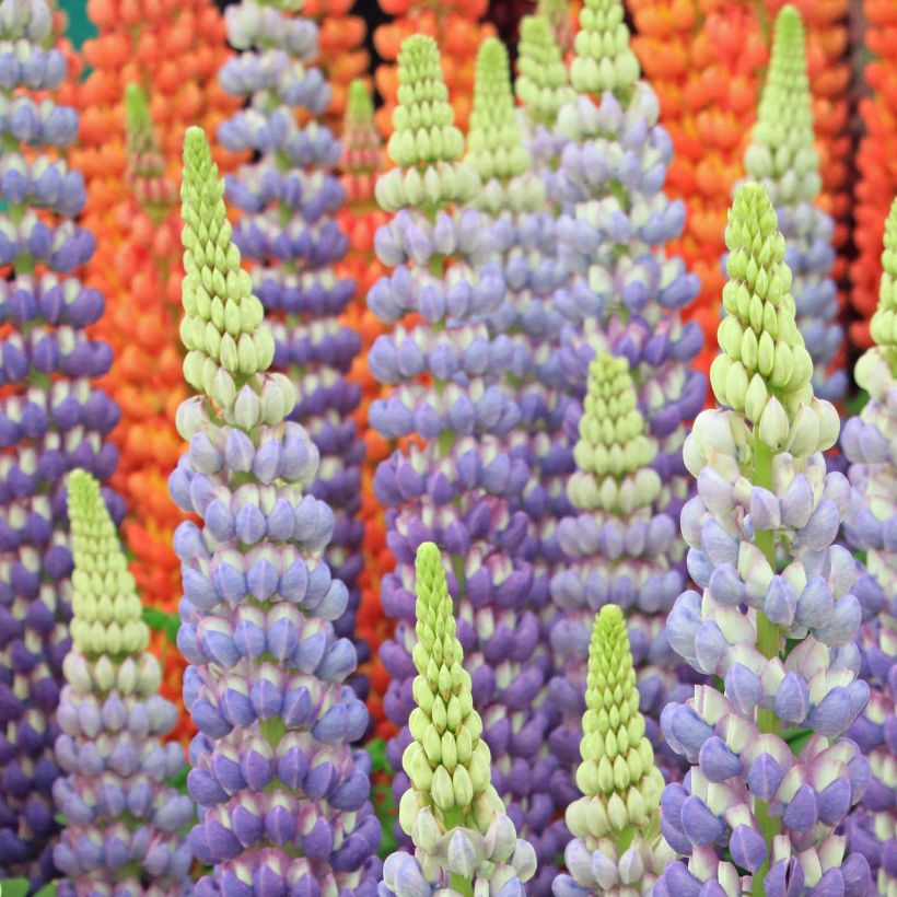 Lupinus polyphyllus West Country Persian Slipper (Flowering)