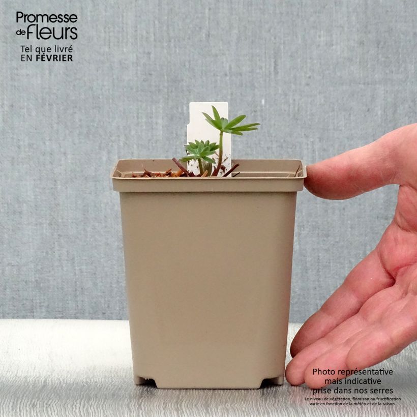 Lupinus polyphyllus West Country Persian Slipper 10cm/11cm pot sample as delivered in winter