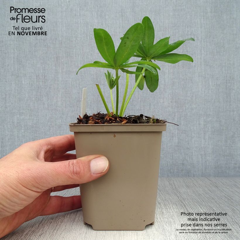 Lupinus polyphyllus West Country Polar Princess 10cm/11cm pot sample as delivered in autumn