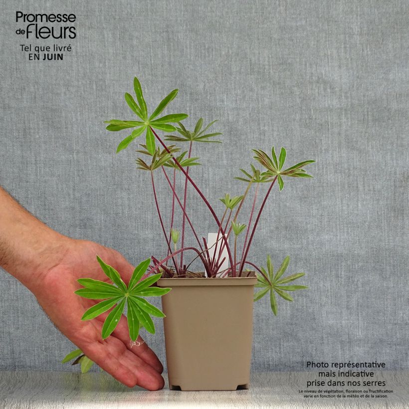 Lupinus polyphyllus West Country Red Rum 10cm/11cm pot sample as delivered in summer