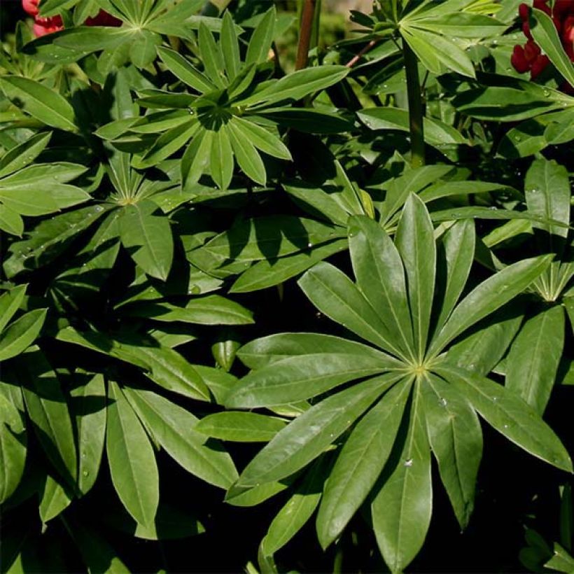 Lupinus polyphyllus West Country Salmon Star (Foliage)