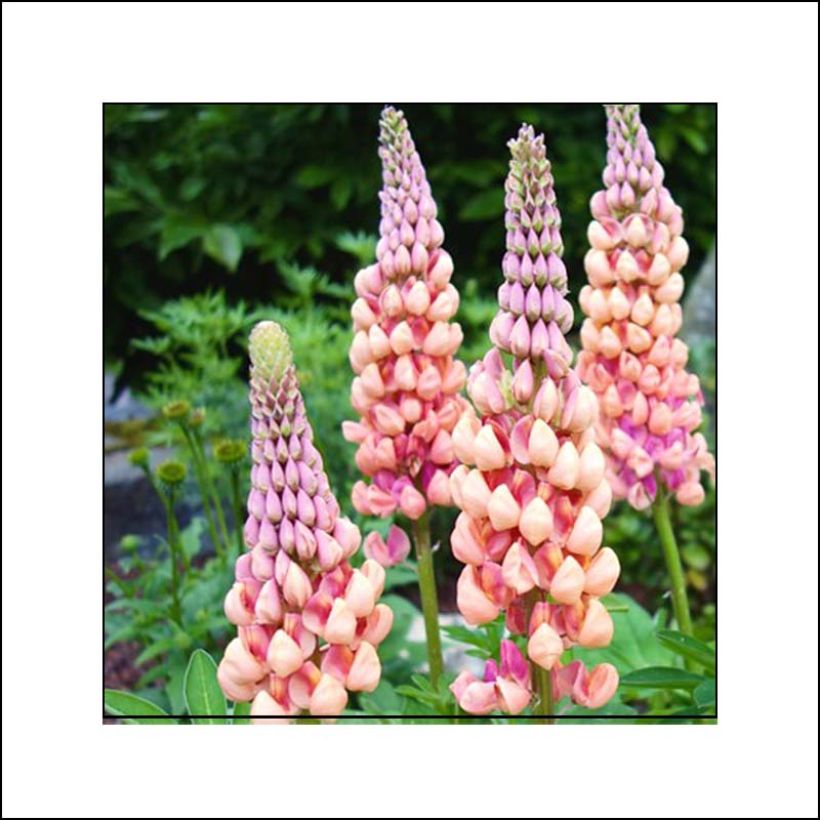 Lupinus polyphyllus West Country Salmon Star (Flowering)