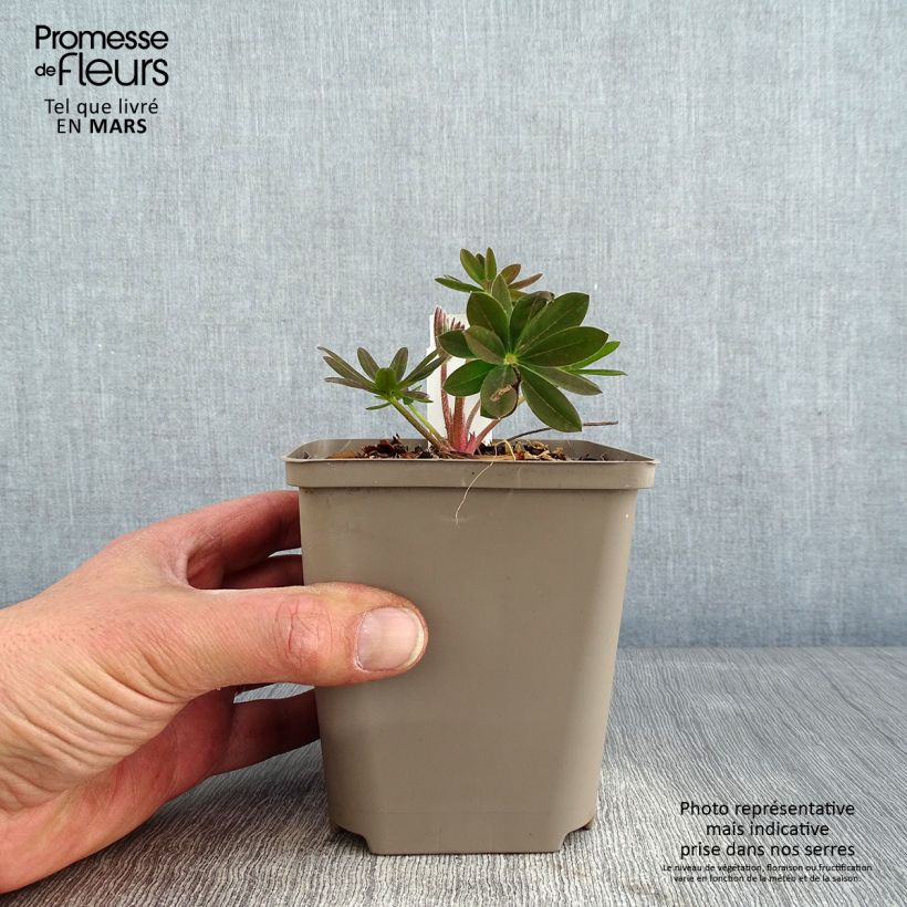Lupinus polyphyllus West Country Salmon Star 10cm/11cm pot sample as delivered in winter