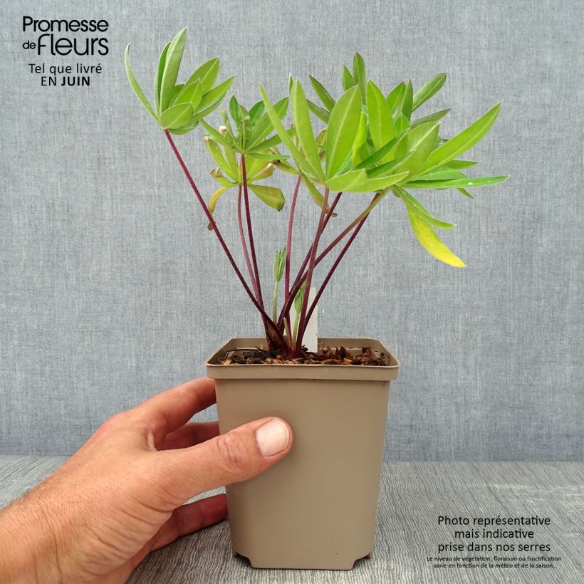 Lupinus polyphyllus West Country Tequila Flame 10cm/11cm pot sample as delivered in summer