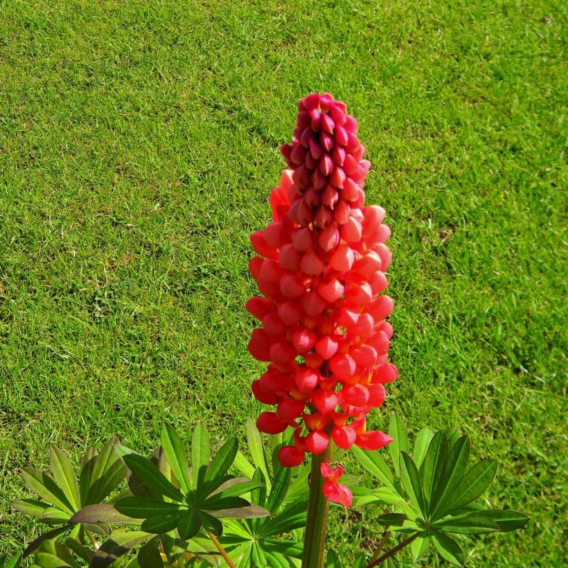 Lupinus polyphyllus West Country Towering Inferno (Flowering)