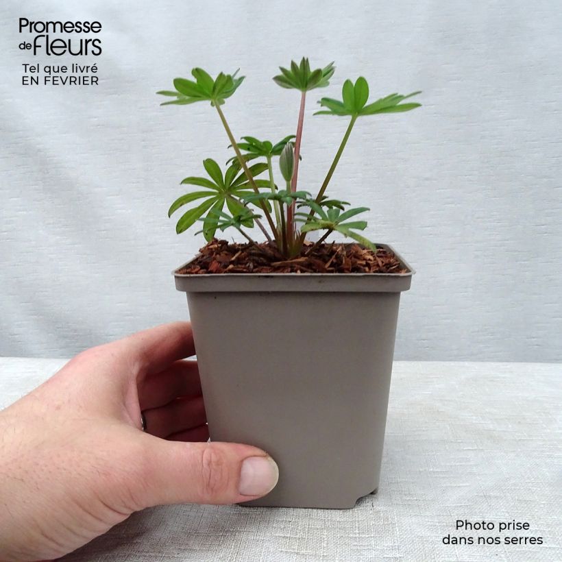 Lupinus polyphyllus West Country Towering Inferno 10cm/11cm pot sample as delivered in winter
