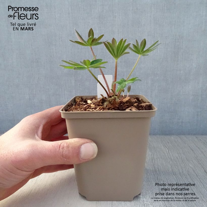 Lupinus polyphyllus West Country Towering Inferno 10cm/11cm pot sample as delivered in spring