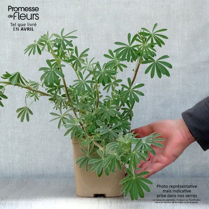 Lupinus arboreus 2L/3L pot sample as delivered in spring