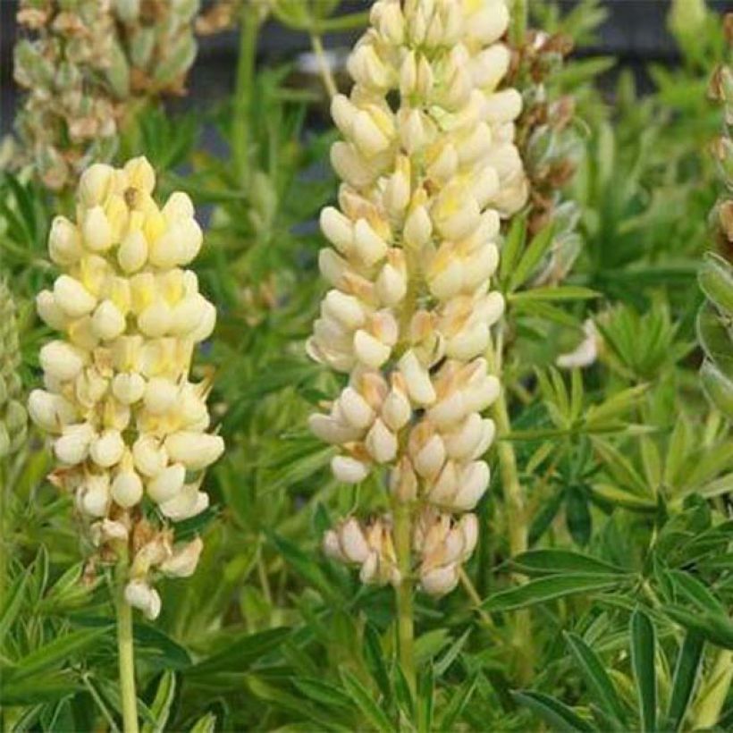 Lupinus polyphyllus Chandelier (Flowering)