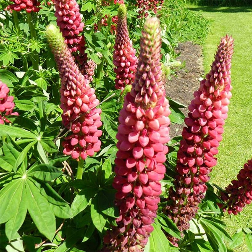 Lupinus polyphyllus My Castle (Flowering)