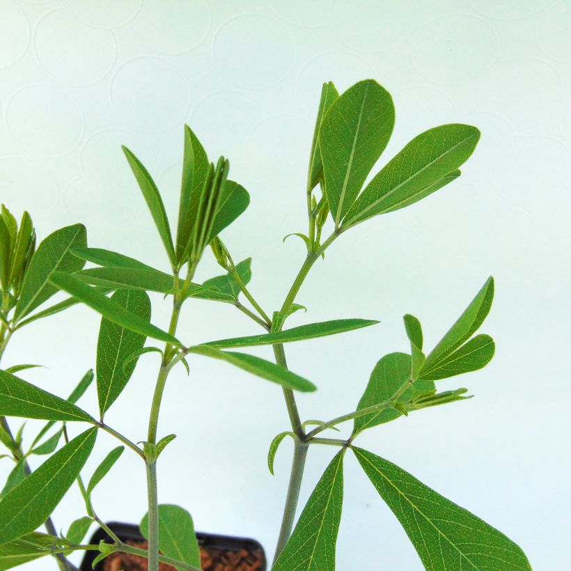 Baptisia Purple Smoke - False Indigo (Foliage)