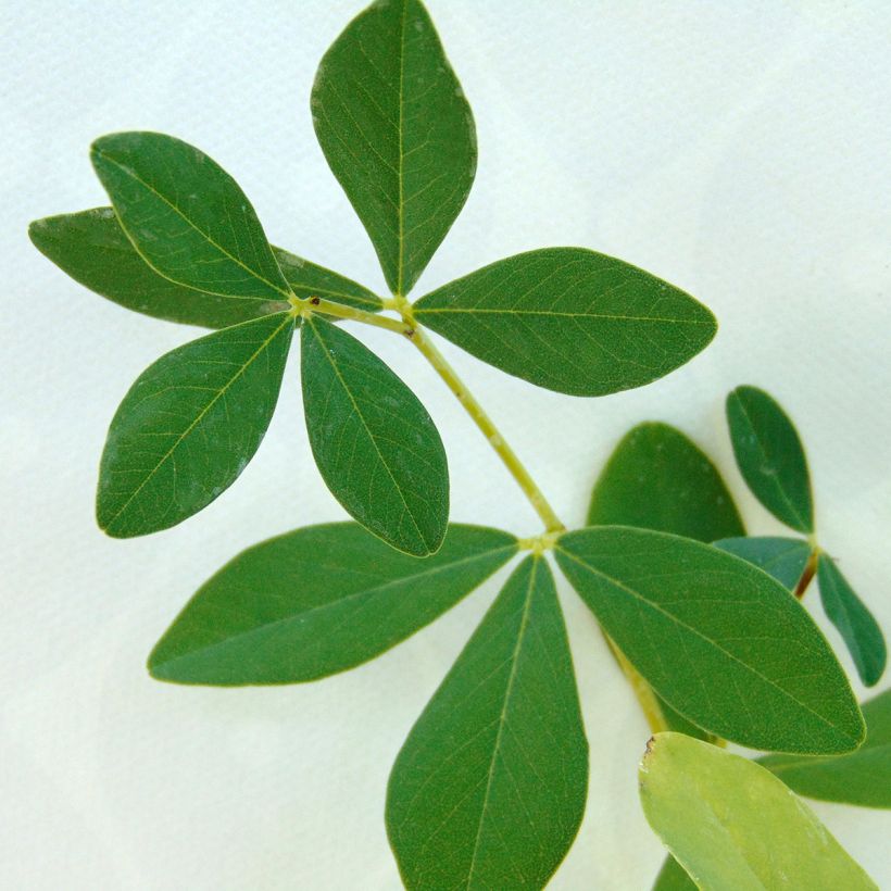 Baptisia Twilight Prairie Blues - False Indigo (Foliage)