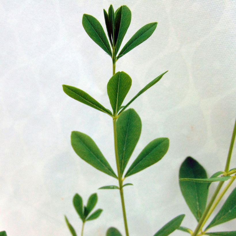 Baptisia australis Alba - False Indigo (Foliage)