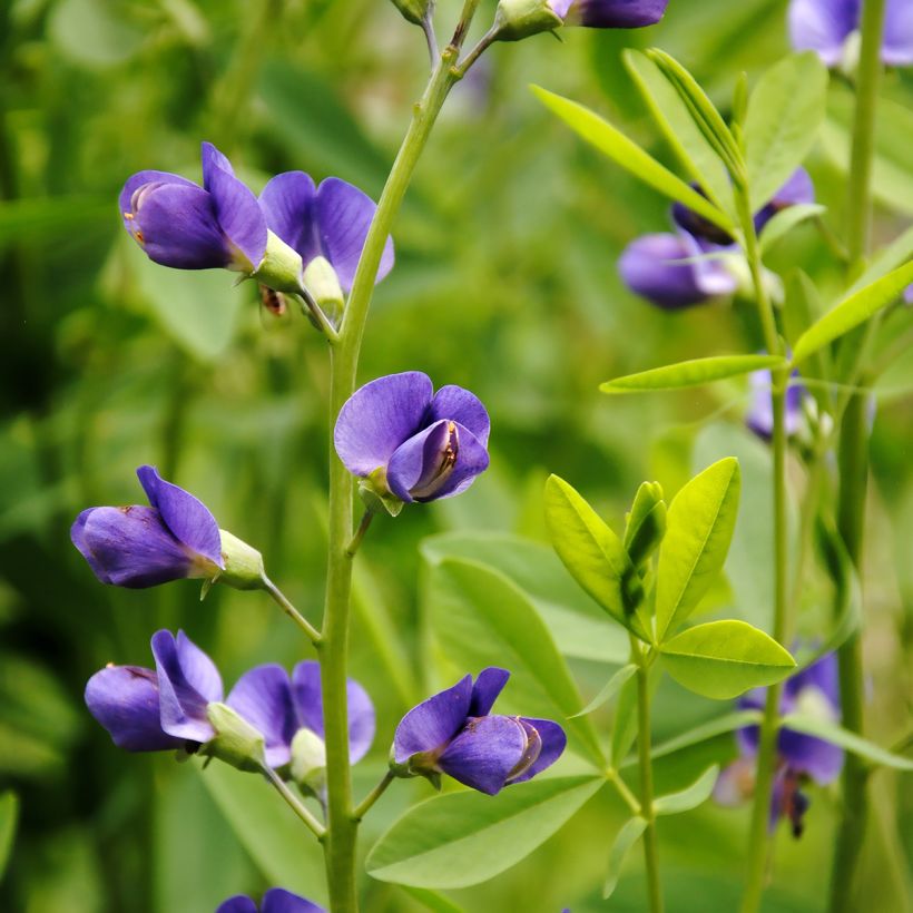 Baptisia australis - False Indigo (Flowering)