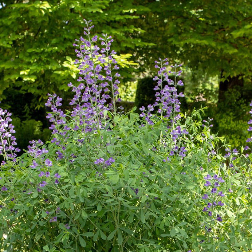 Baptisia australis - False Indigo (Plant habit)