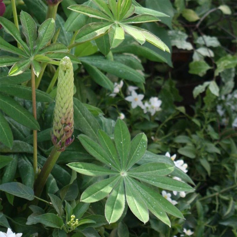 Lupinus polyphyllus Masterpiece (Foliage)