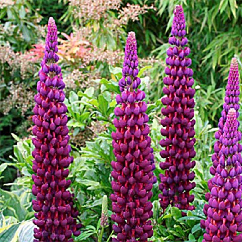 Lupinus polyphyllus Masterpiece (Flowering)