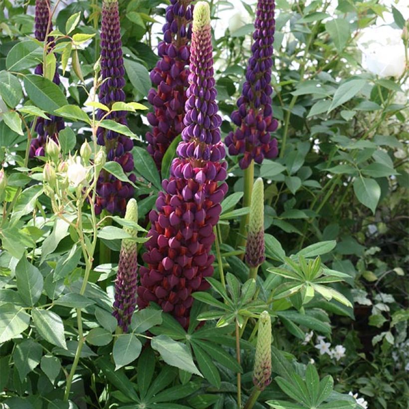 Lupinus polyphyllus Masterpiece (Plant habit)