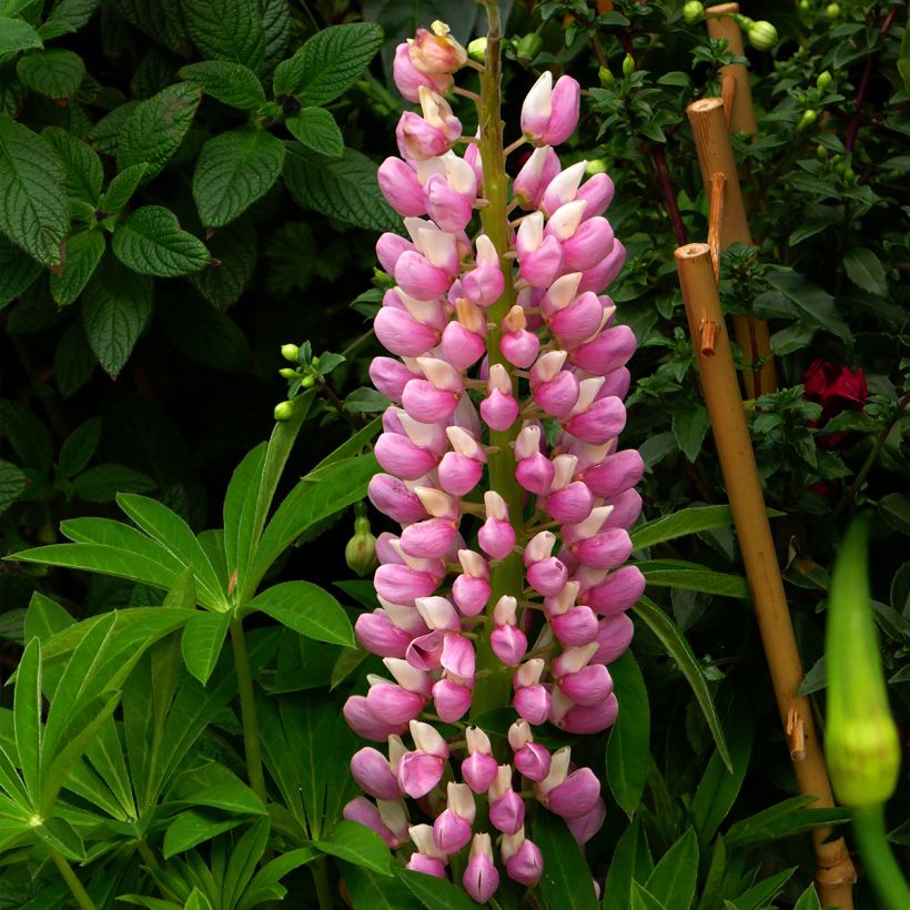 Lupinus polyphyllus Minaret (Flowering)