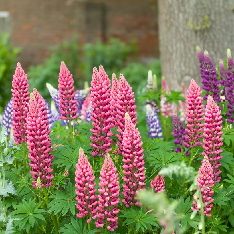 Lupinus polyphyllus Minaret (Plant habit)