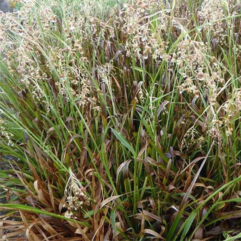 Luzula sylvatica Surprise (Foliage)