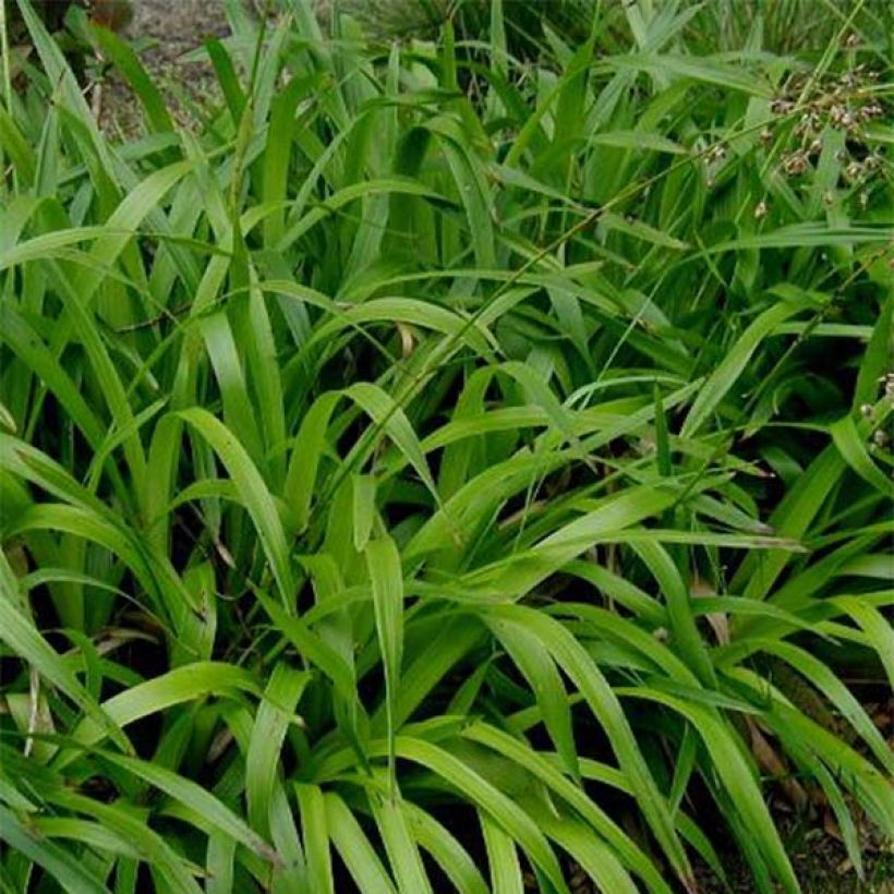 Luzula sylvatica (Foliage)