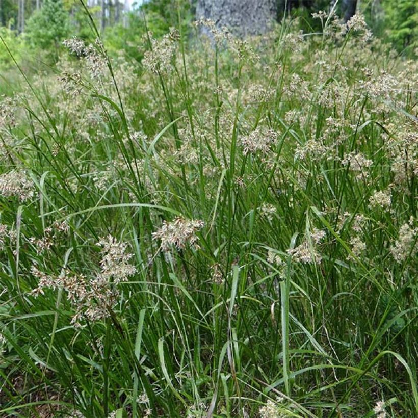 Luzula sylvatica (Flowering)