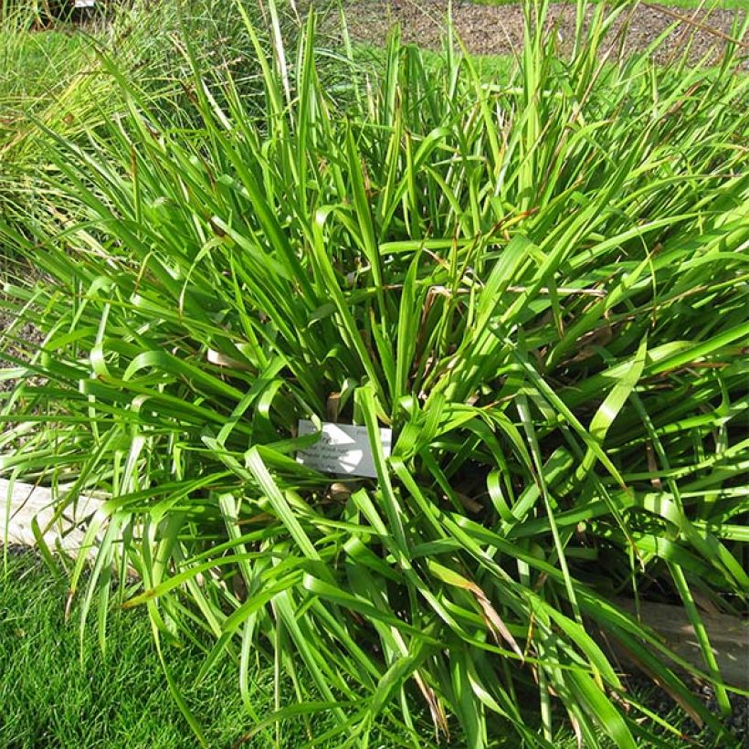 Luzula sylvatica (Plant habit)