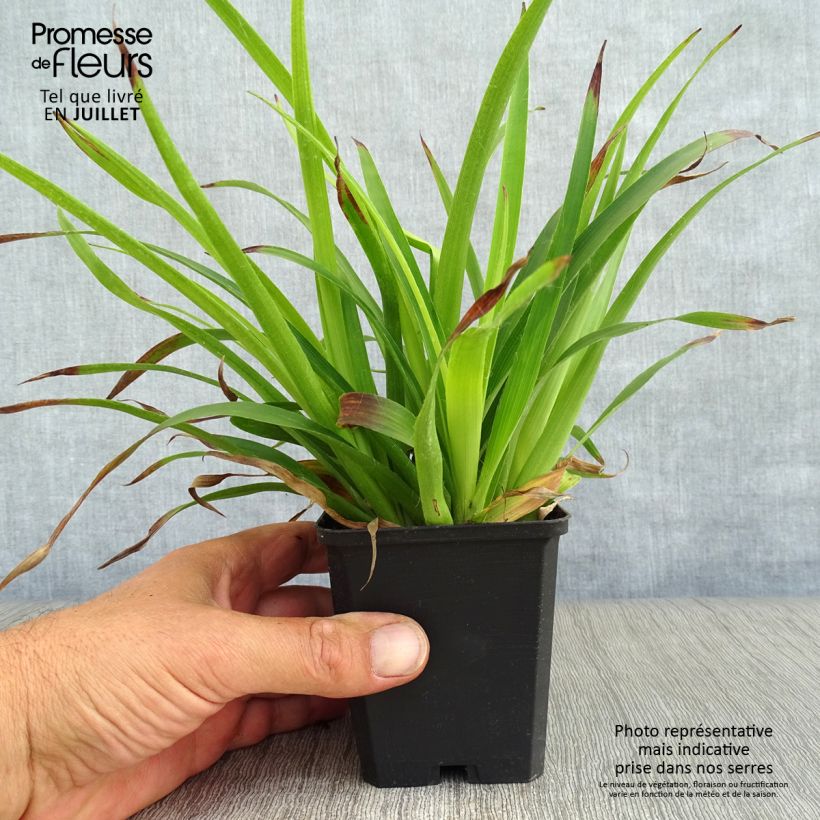 Luzula sylvatica 8/9 cm pot sample as delivered in summer