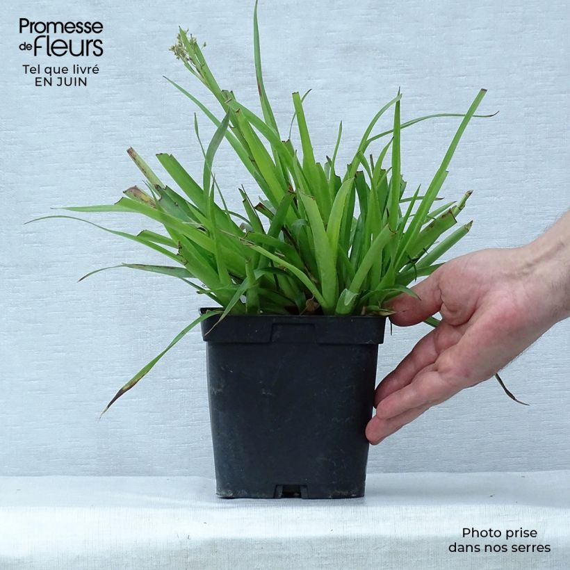 Luzula sylvatica 2L/3L pot sample as delivered in summer