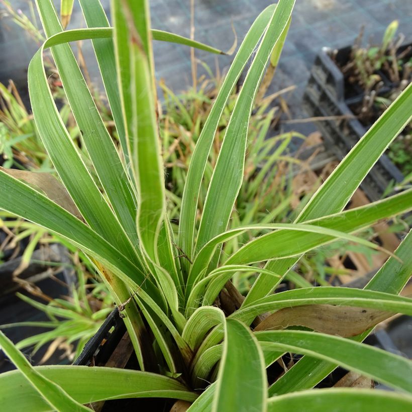 Luzula sylvatica Marginata (Foliage)