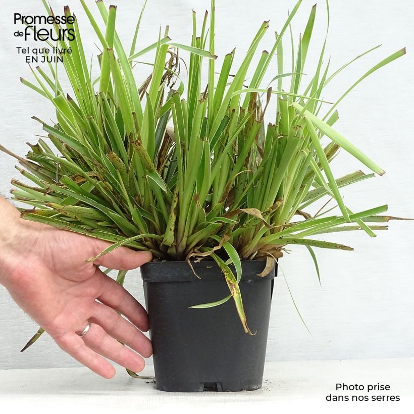 Luzula sylvatica Marginata 2L/3L pot sample as delivered in summer