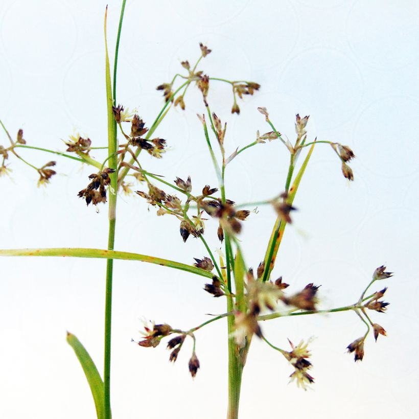 Luzula sylvatica Solar Flare (Flowering)