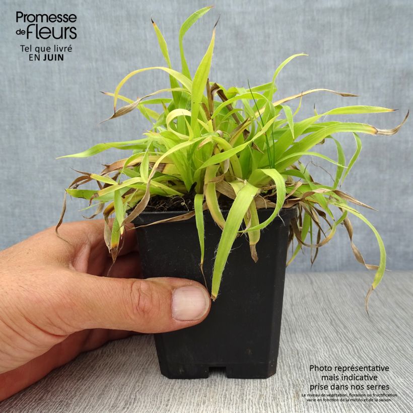 Luzula sylvatica Solar Flare 8/9 cm pot sample as delivered in summer