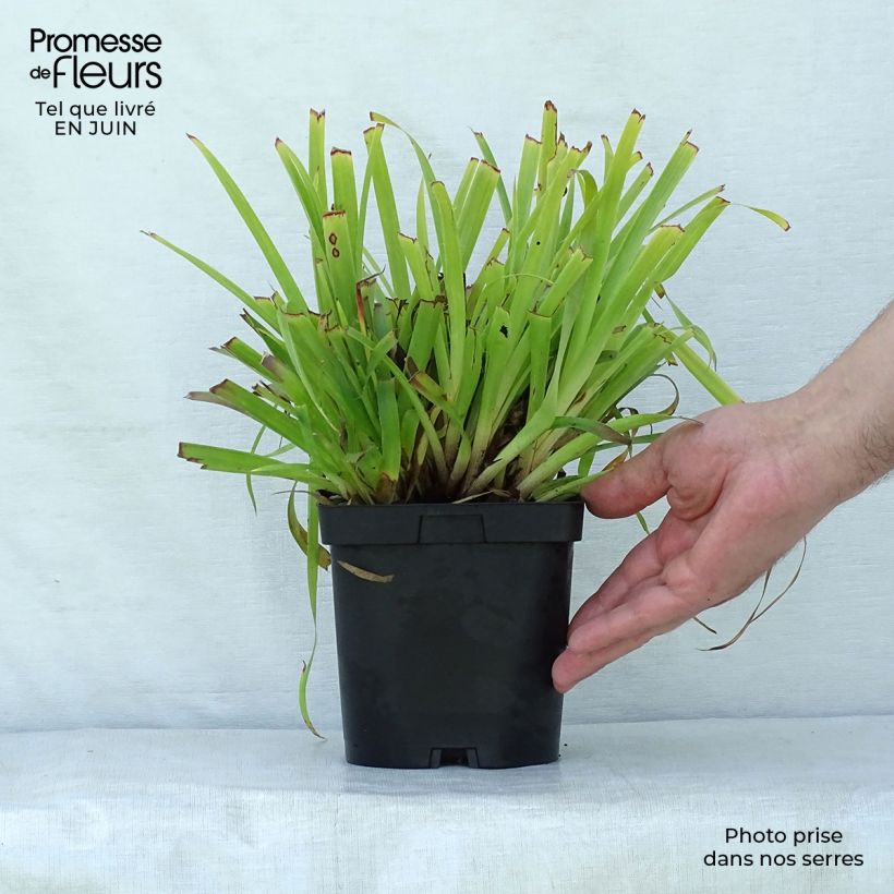 Luzula sylvatica Solar Flare 2L/3L pot sample as delivered in summer