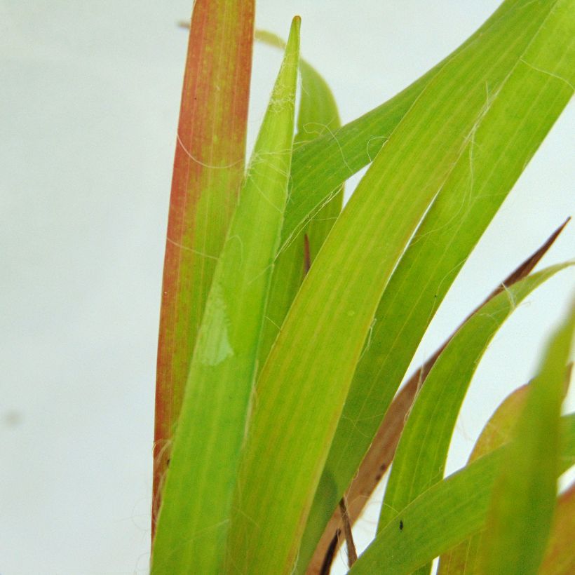 Luzula pilosa (Foliage)