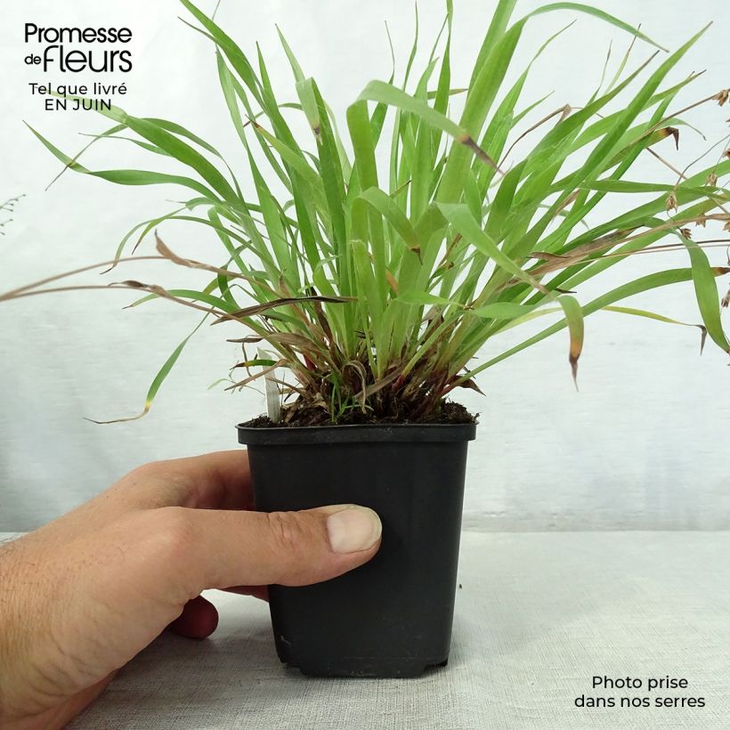 Luzula pilosa 8/9 cm pot sample as delivered in summer