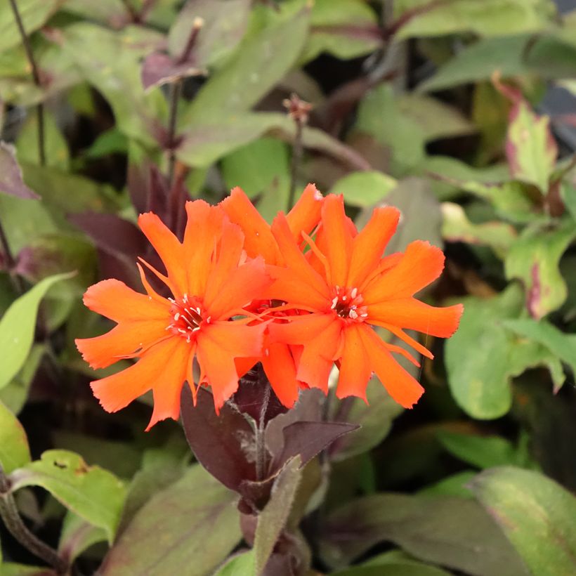 Lychnis x arkwrightii Vesuvius (Flowering)